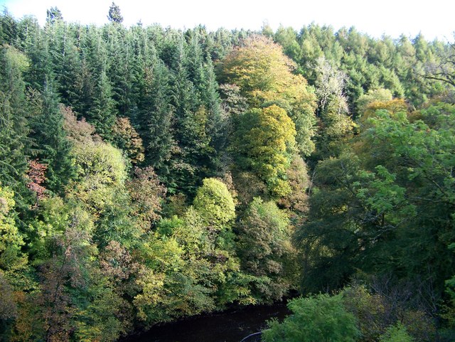 Wooded gorge slopes at Avon Gorge in Chatelherault Country Park