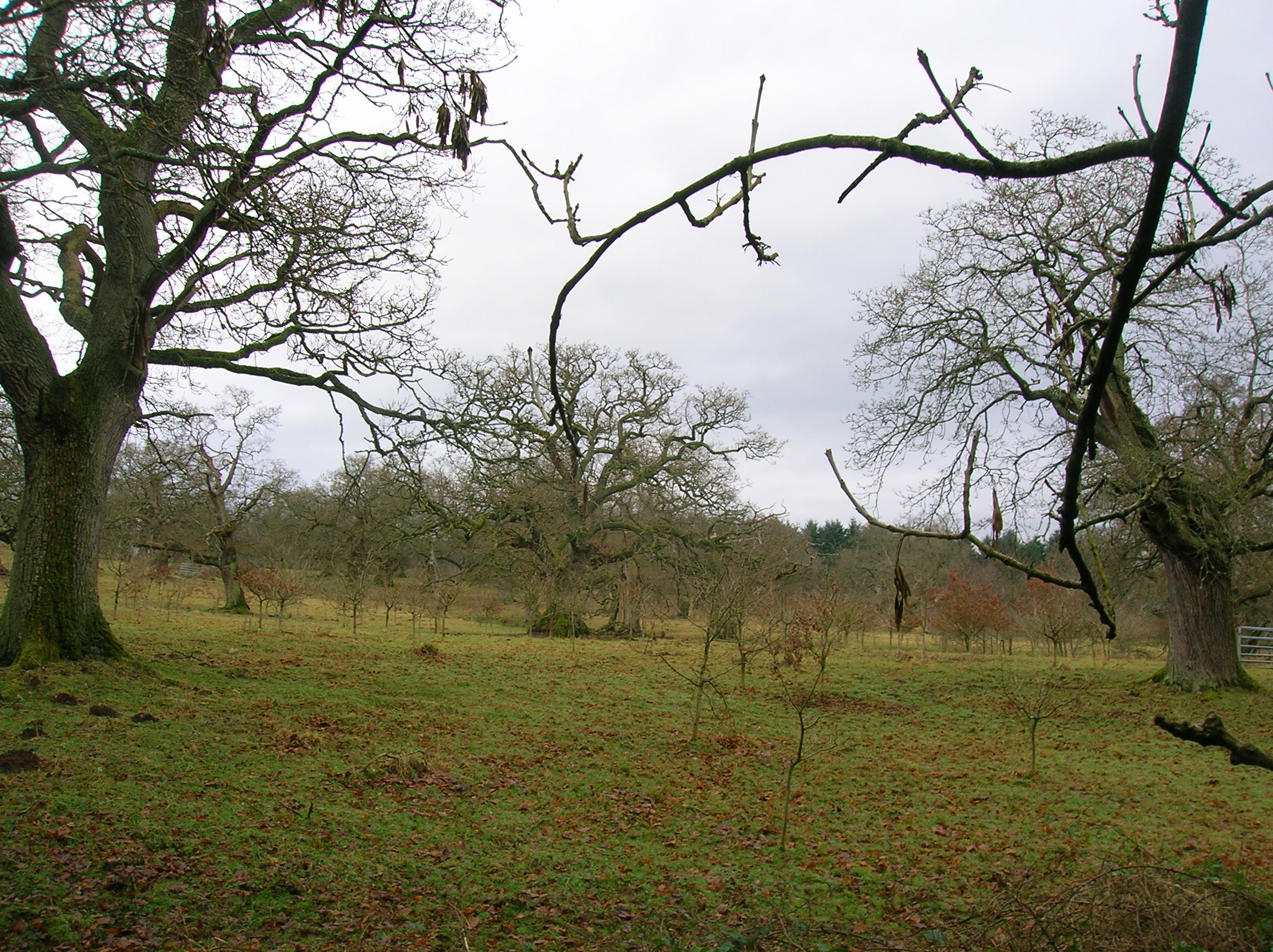 Ancient Cadzow oak woodland at Chatelherault