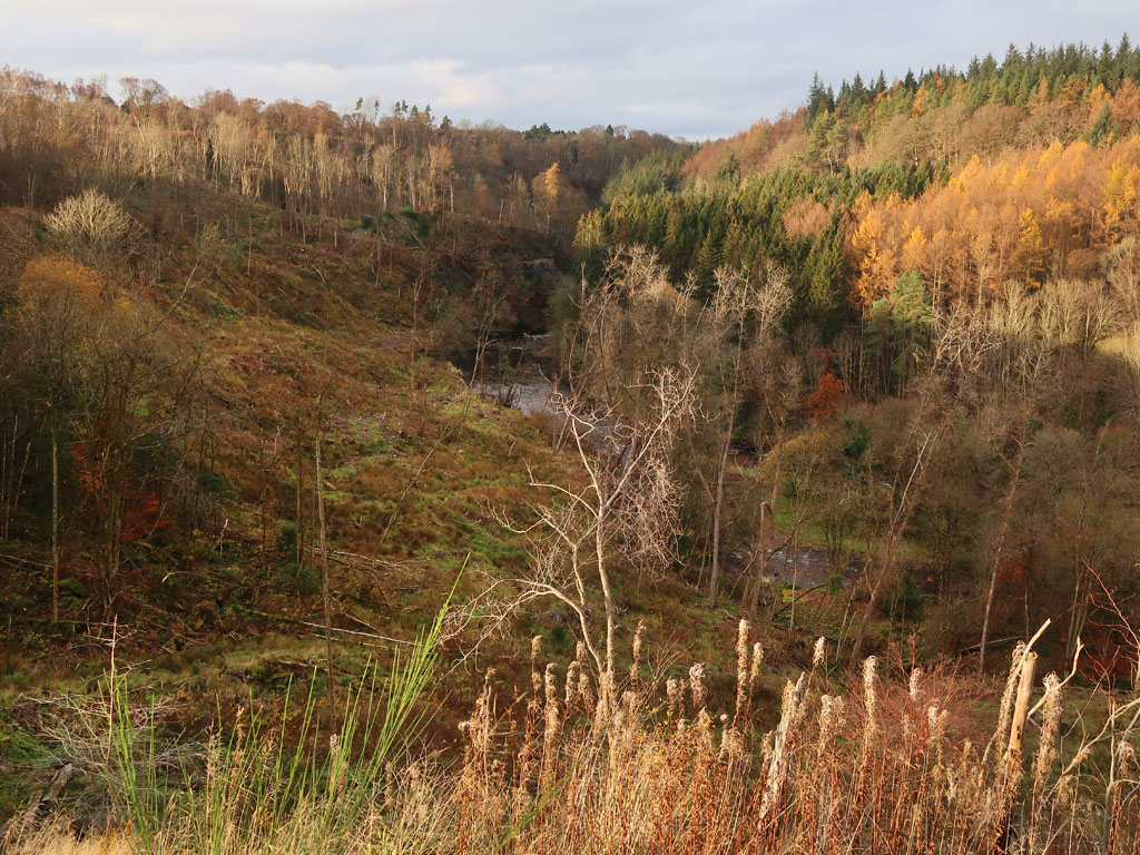 View over the River Avon and Avon Gorge at Chatelherault Country Park